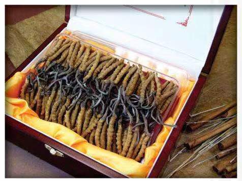 亳州冬虫夏草回收